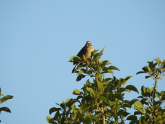 Saltator coerulescens