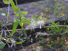 Clematis montevidensis