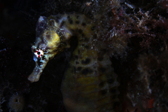 Hippocampus abdominalis