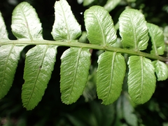 Diplazium dilatatum