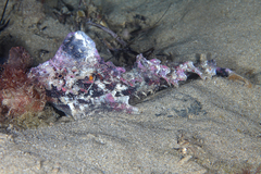 Aploactisoma milesii