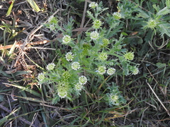 Acicarpha tribuloides