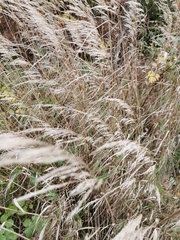 Calamagrostis epigejos