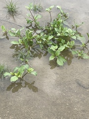 Acanthospermum hispidum