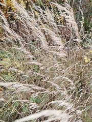 Calamagrostis epigejos