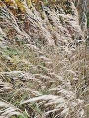 Calamagrostis epigejos