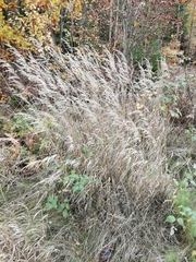 Calamagrostis epigejos