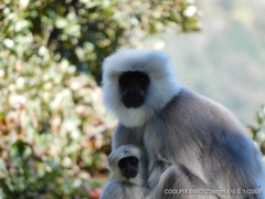 Semnopithecus schistaceus