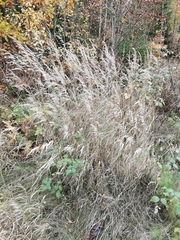 Calamagrostis epigejos