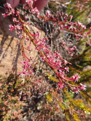 Struthiola macowanii