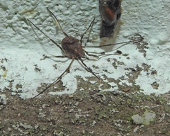 Odiellus lendlii