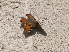 Nymphalis polychloros