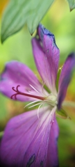 Geranium pratense