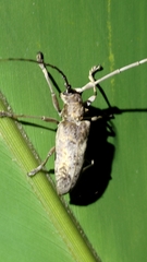 Acalolepta