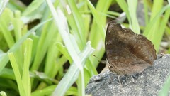 Junonia iphita