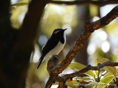 Ficedula superciliaris