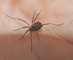 Odiellus lendlii