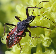 Rhynocoris ventralis