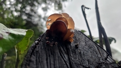 Auricularia auricula-judae