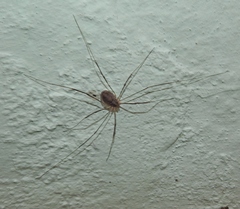 Opilio parietinus
