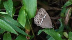 Mycalesis mineus