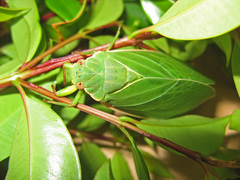 Cystosoma saundersii