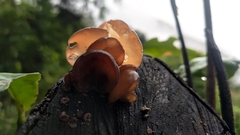 Auricularia auricula-judae