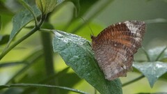 Elymnias hypermnestra