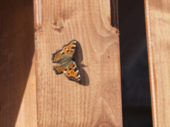 Nymphalis polychloros