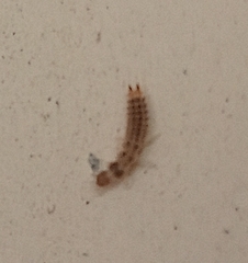Lepidoptera