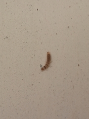 Lepidoptera