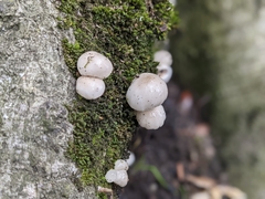 Fungi