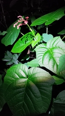 Clerodendrum japonicum