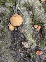Coprinellus micaceus