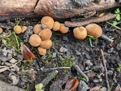 Coprinellus micaceus