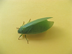 Cystosoma saundersii