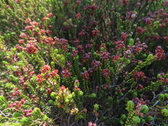 Erica petraea
