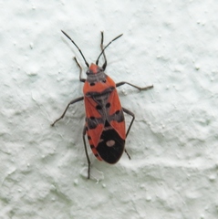 Lygaeus equestris