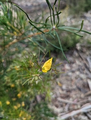 Gompholobium grandiflorum