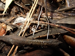 Xylaria sicula