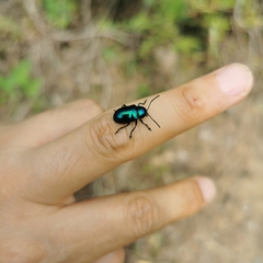 Chrysochus chinensis