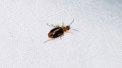 Lebia solea