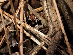 Xylaria sicula