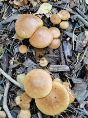 Suillus bovinus