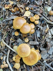 Suillus bovinus
