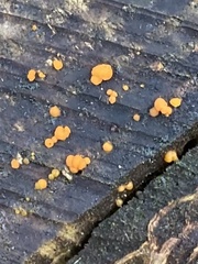Dacrymyces stillatus