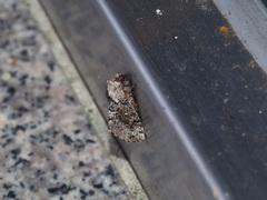 Cosmotriche discitincta