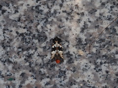 Phlogophora albovittata