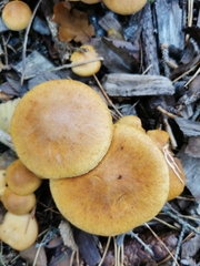 Suillus bovinus