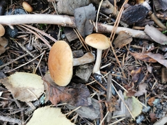 Suillus bovinus